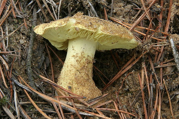 čírovka zelenkastá Tricholoma equestre (L.) P. Kumm.