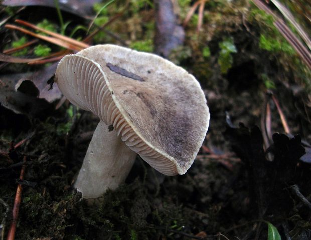 čírovka Tricholoma sp.