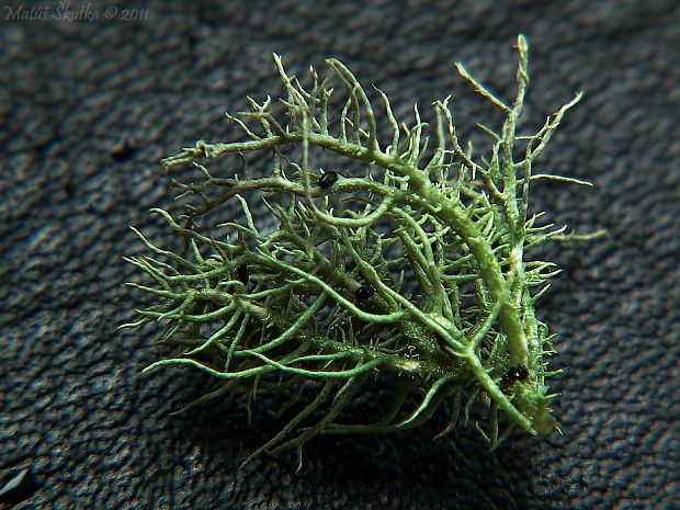 bradatec srstnatý Usnea hirta (L.) Weber ex Wigg.