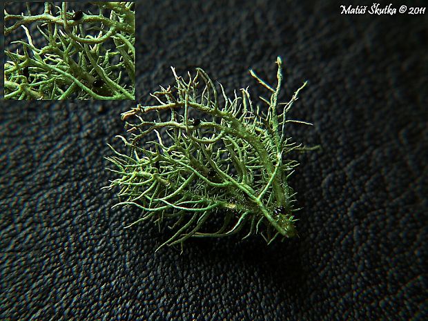 bradatec srstnatý Usnea hirta (L.) Weber ex Wigg.