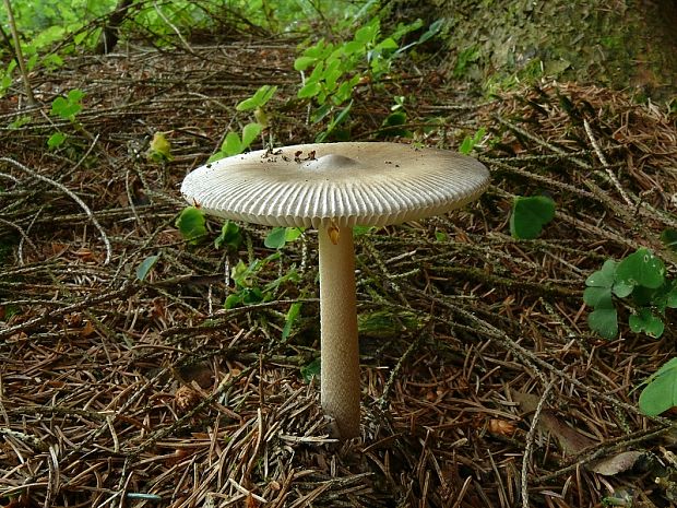 muchomůrka pošvatá - Muchotrávka pošvatá Amanita vaginata var. vaginata (Bull.) Lam. 1783