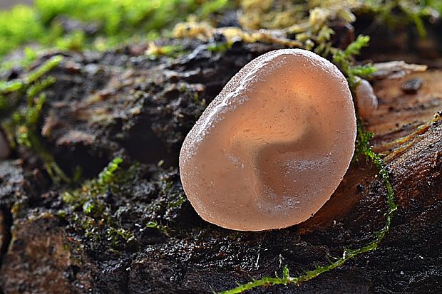 uchovec bazový Auricularia auricula-judae (Bull.) Quél.