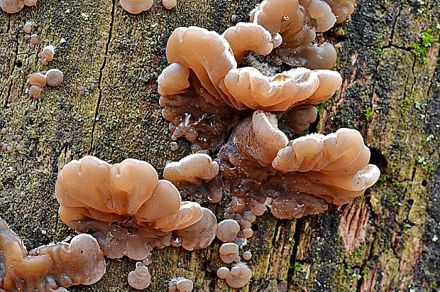 uchovka pásikavá Auricularia mesenterica (Dicks.) Pers.