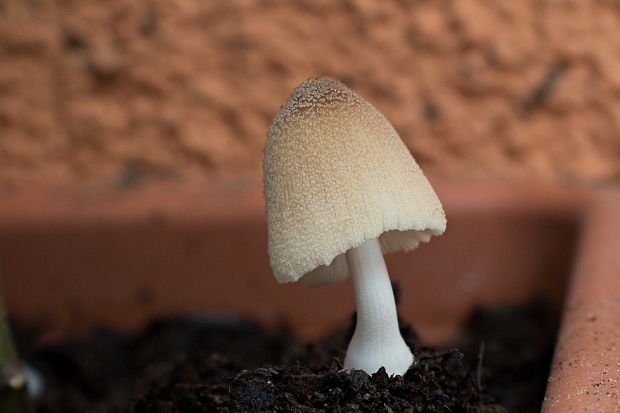 hnojník Coprinellus sp.