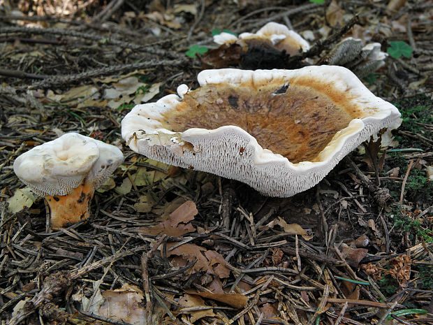 jelenkovka oranžová Hydnellum floriforme (Schaeff.) Banker