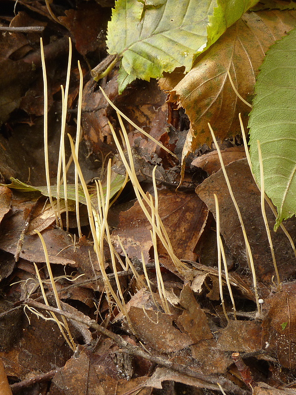 kyjovka tenká Macrotyphula juncea (Alb. & Schwein.) Berthier