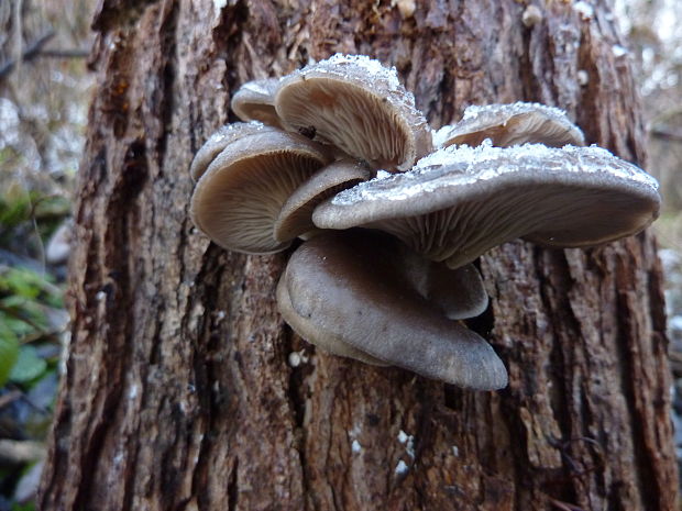 hliva ustricovitá Pleurotus ostreatus (Jacq.) P. Kumm.