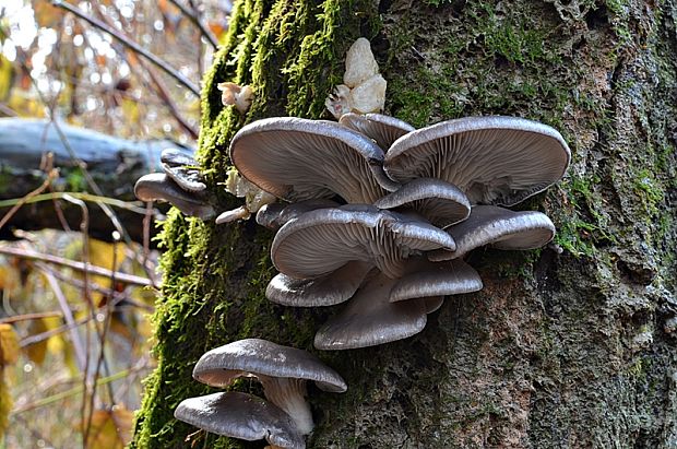 hliva ustricovitá Pleurotus ostreatus (Jacq.) P. Kumm.