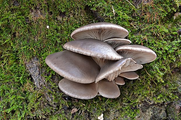 hliva ustricovitá Pleurotus ostreatus (Jacq.) P. Kumm.