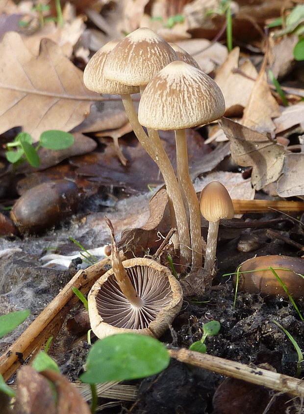 drobuľka Psathyrella sp.