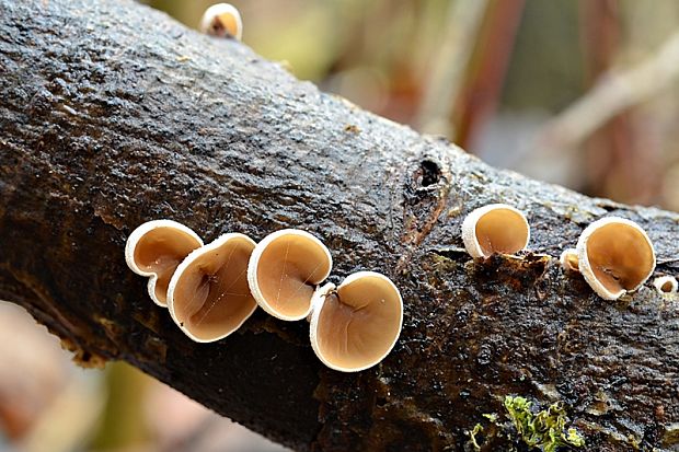 škľabka plstnatá Schizophyllum amplum (Lév.) Nakasone