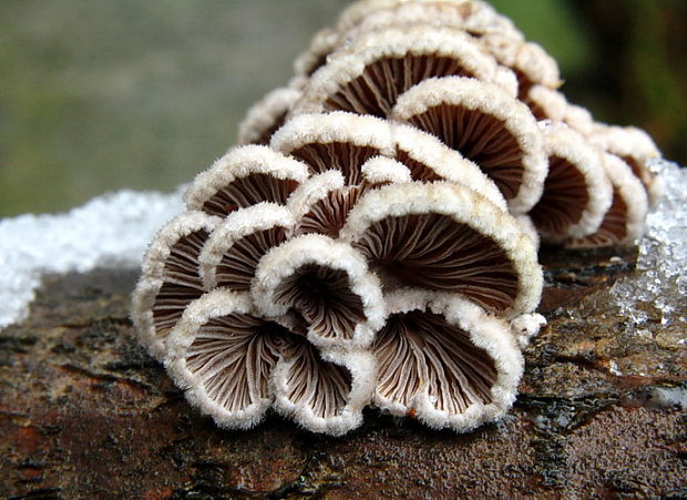 klanolupeňovka obyčajná Schizophyllum commune Fr.