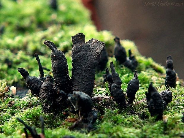 drevnatec parohatý Xylaria hypoxylon (L.) Grev.