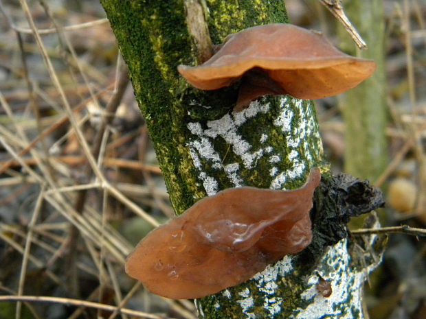 uchovec bazový Auricularia auricula-judae (Bull.) Quél.