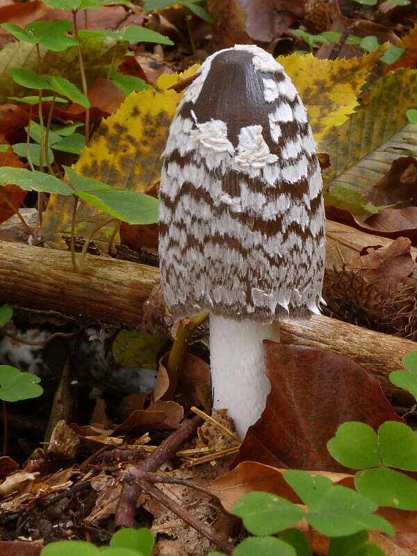 hnojník strakatý Coprinopsis picacea (Bull.) Redhead, Vilgalys & Moncalvo