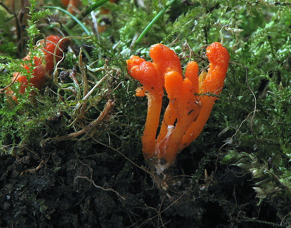 žezlovka hmyzová Cordyceps militaris (Fr.) Link