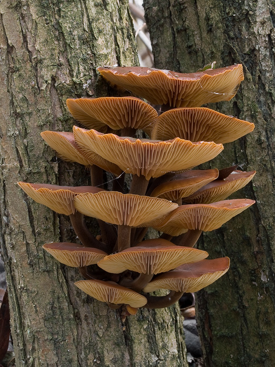 plamienka zimná dlhospóra Flammulina elastica (Lasch) Redhead & R.H. Petersen