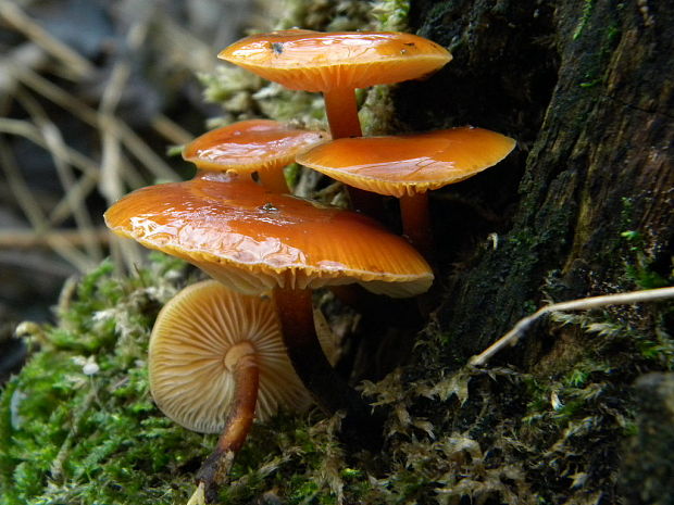 plamienka Flammulina sp.