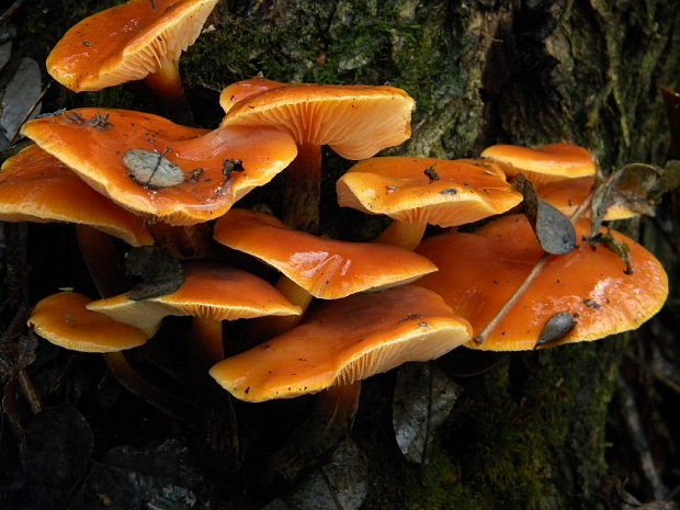 plamienka Flammulina sp.