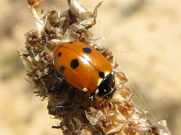 lienka Hippodamia variegata variegata var. costellata Laicharting