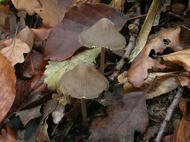 prilbička Mycena sp.