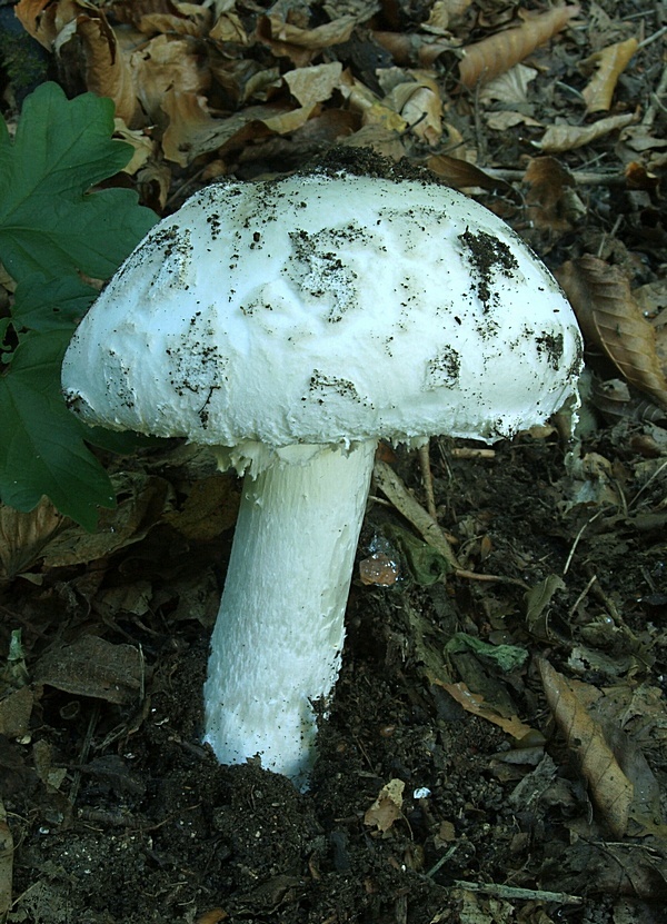 muchotrávka šiškovitá Amanita strobiliformis Gonn. & Rabenh.