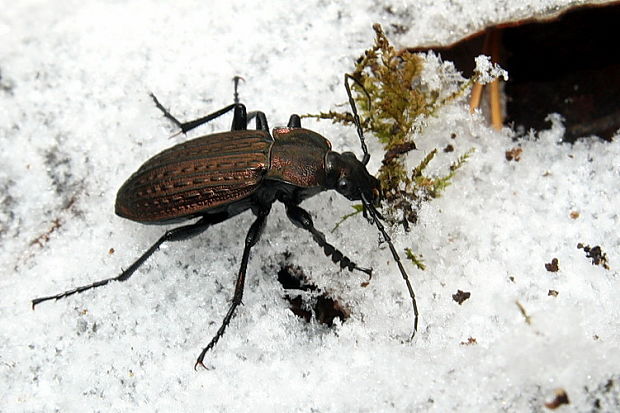 bystruška zlatomedená Carabus ullrichii