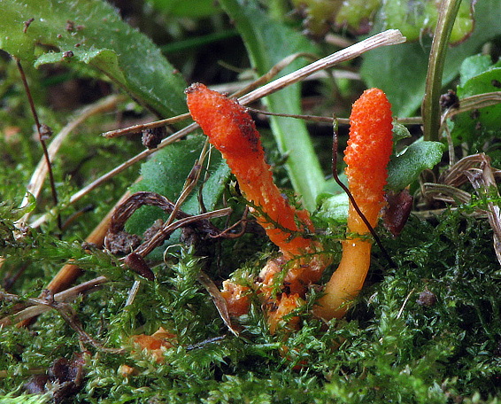 žezlovka hmyzová Cordyceps militaris (Fr.) Link