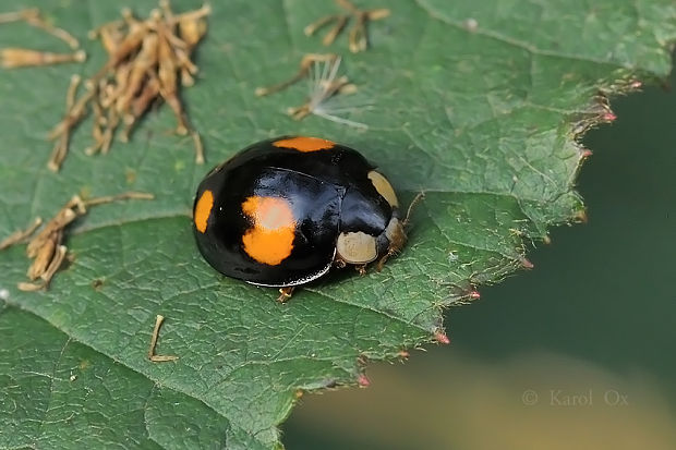 lienka Harmonia axyridis