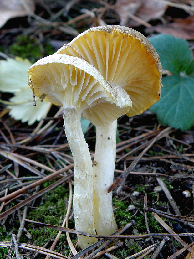 šťavnačka mrazová Hygrophorus hypothejus (Fr.) Fr.