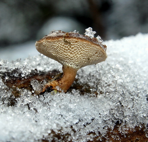 trúdnik zimný Lentinus brumalis (Pers.) Zmitr.