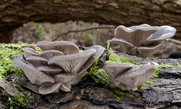 hliva ustricovitá Pleurotus ostreatus (Jacq.) P. Kumm.