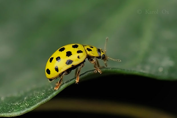 lienka múčnatá Psyllobora vigintiduopunctata