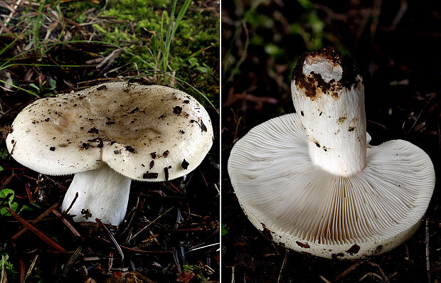 plávka  Russula sp.