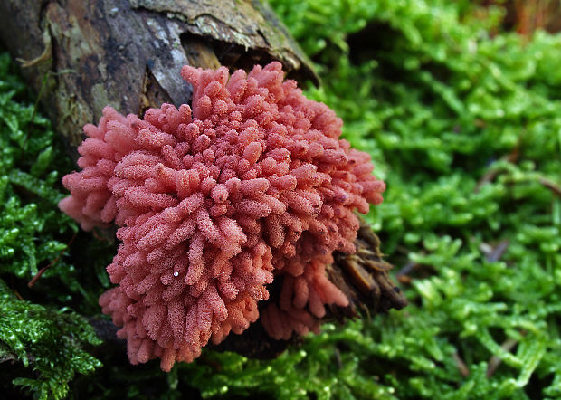 mištička Arcyria sp.