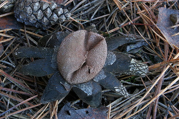 hviezdovec vlahojavný Astraeus hygrometricus (Pers.) Morgan