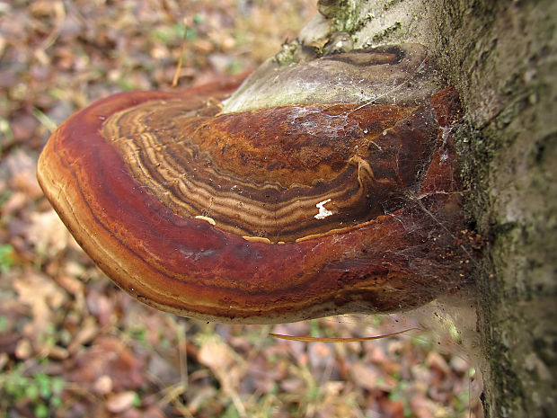 práchnovec kopytovitý Fomes fomentarius (L.) J.J. Kickx