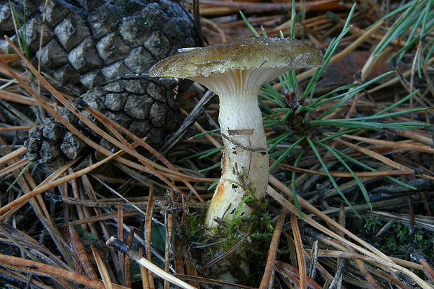 šťavnačka mrazová Hygrophorus hypothejus (Fr.) Fr.