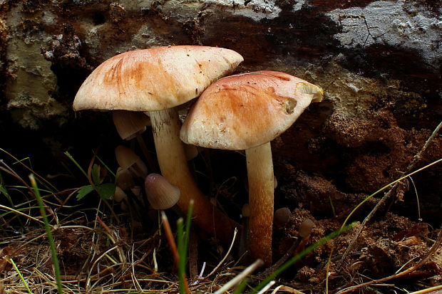 strapcovka tehlovočervená Hypholoma lateritium (Schaeff.) P. Kumm.