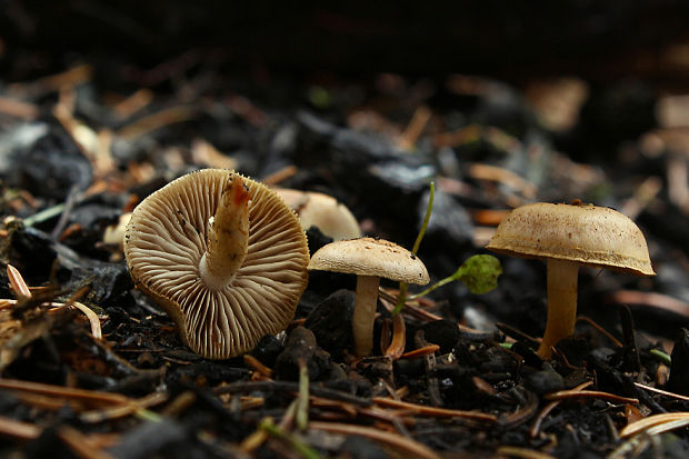 šupinovka spálenisková Pholiota highlandensis (Peck) Quadr. & Lunghini