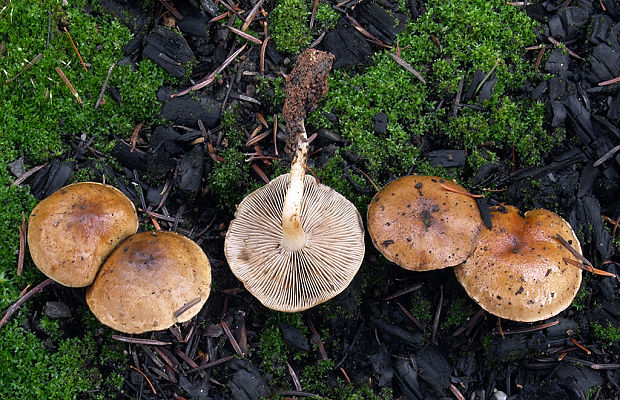 šupinovka spálenisková Pholiota highlandensis (Peck) Quadr. & Lunghini