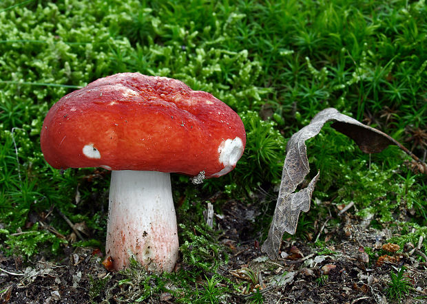 plávka Russula sp.