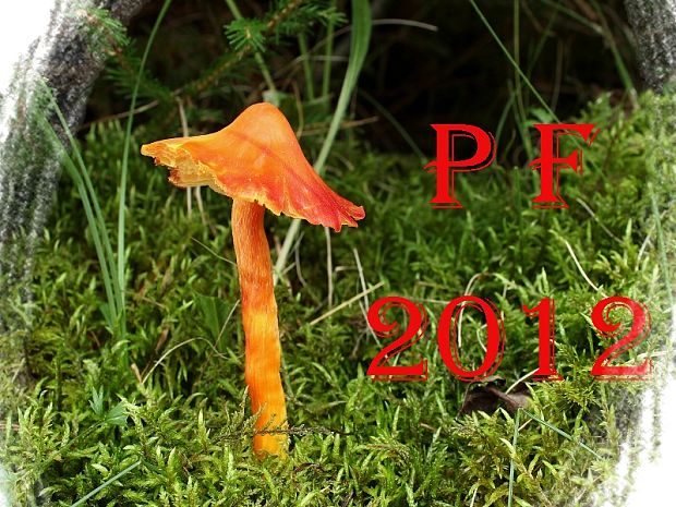 PF 2012