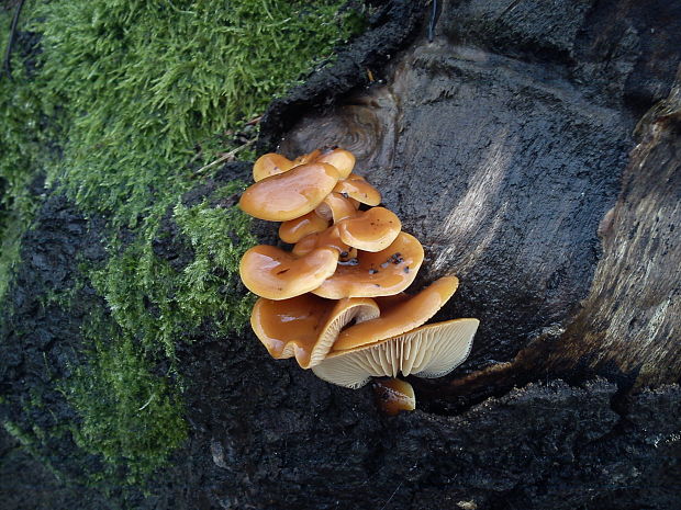 plamienka zimná Flammulina velutipes (species complex)