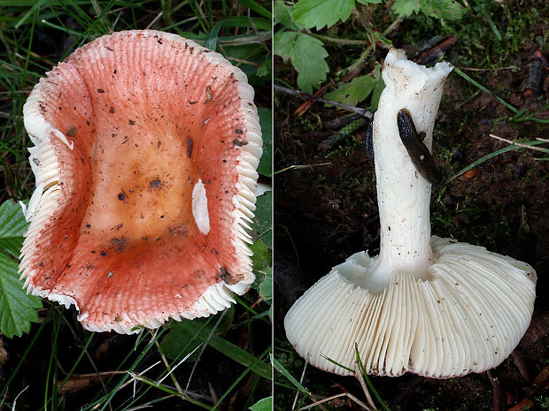 plávka lesklá Russula nitida (Pers.) Fr.