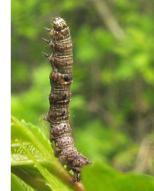 mora hlohová Allophyes oxyacanthae