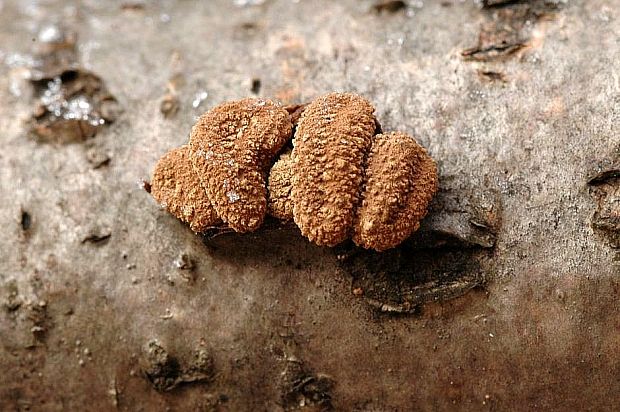 dutinovka otrubnatá Encoelia furfuracea (Roth) P. Karst.