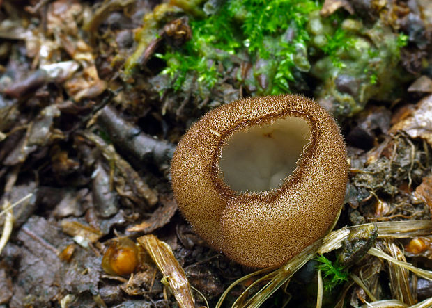 humária polguľovitá Humaria hemisphaerica (F.H. Wigg.) Fuckel