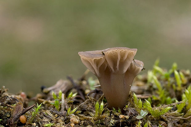 kalichovka Omphalina sp.