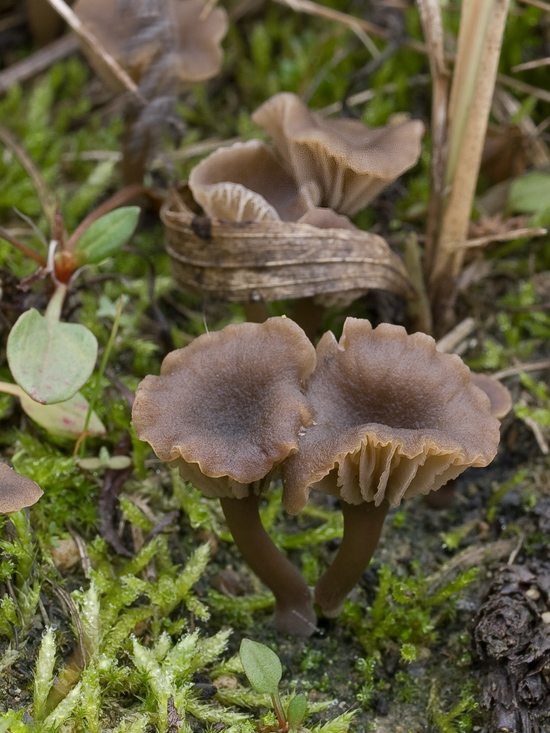 kalichovka Omphalina sp.